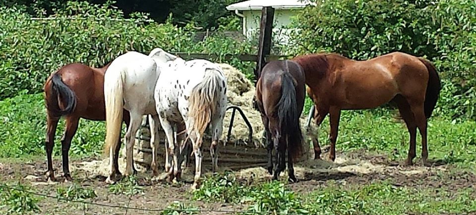 gentle horses in atlanta, south side stables, friendly horses, atlanta, horse camp, horseback riding in ga, southside riders, ponies, lessons, horse, horseback riding, horse summercamp, horseback riding, stable, stables, horse stables, southside horses, georgia, southside, midtown, walking horse, appaloosa, morgan horse, mixed horse, pony horse mix, atlanta horses, outdoor fun, animals, riding, training, weekend
